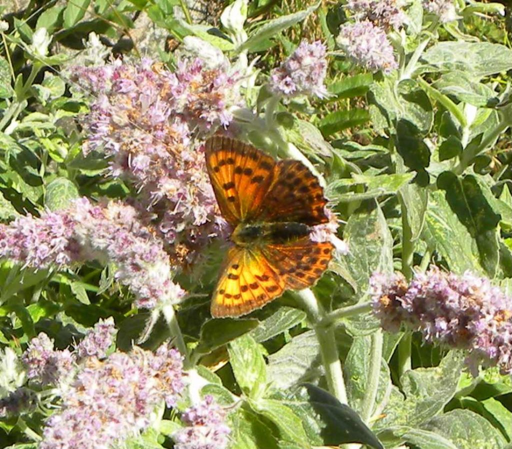 Lycaena virgaureae?  S, femmina